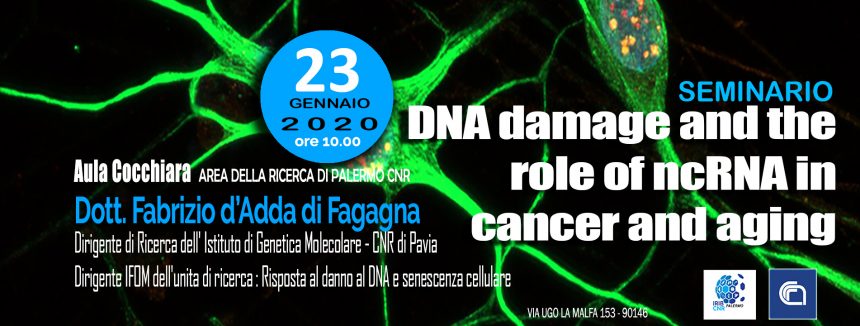23 Gennaio ore 10.00 SEMINARIO Dr. Fabrizio d’Adda di Fagagna: DNA damage and the role of ncRNA in cancer and aging