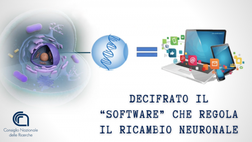 Decifrato il “software” che regola il ricambio neuronale, intervista a Sebastiano Cavallaro, Responsabile Laboratorio di Genomica di IRIB CNR Catania. Comunicato stampa CNR